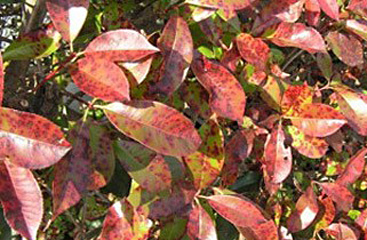 ごま色斑点病(カナメモチ)