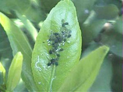 ワタアブラムシ