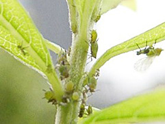 ユキヤナギアブラムシ