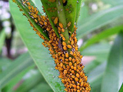 キョウチクトウアブラムシ