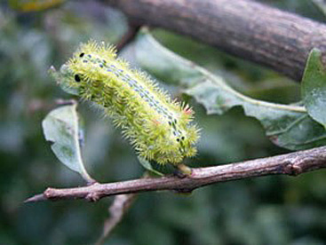 ヒロヘリアオイラガ