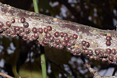 タマカタカイガラムシ