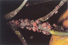 ルビーロウムシ