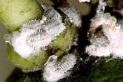 コナカイガラムシ