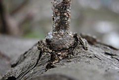 ナシマルカイガラムシ