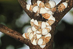 イセリアカイガラムシ