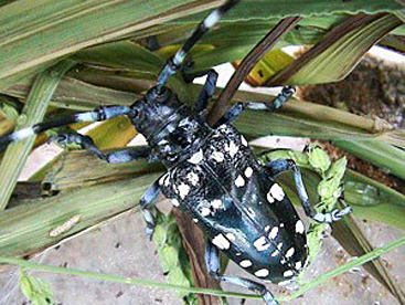 ゴマダラカミキリ