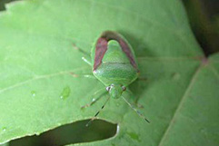 チャバネアオカメムシ