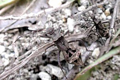 ホソヘリカメムシ