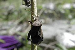 ホオズキカメムシ