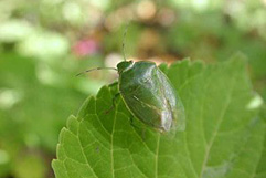 ツヤアオカメムシ