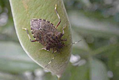 クアサギカメムシ