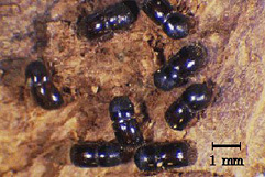 ハンノキキク イムシ(雌成虫)