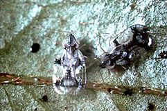 ツツジグンバイムシ