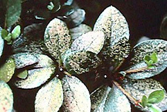 ツツジ葉表被害