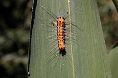 タケノホソクロバ