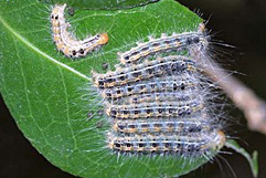 チャドクガ幼虫