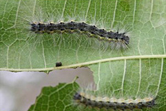 アメリカシロヒトリ