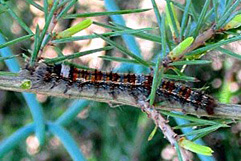 マツカレハ幼虫