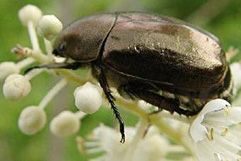 ドウガネブイブイ