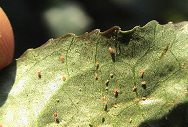 カンザワハダニ