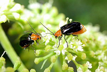 クロウリハムシ