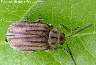 サンゴジュハムシ