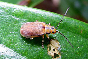 サンゴジュハムシ