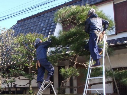 剪定・刈込
